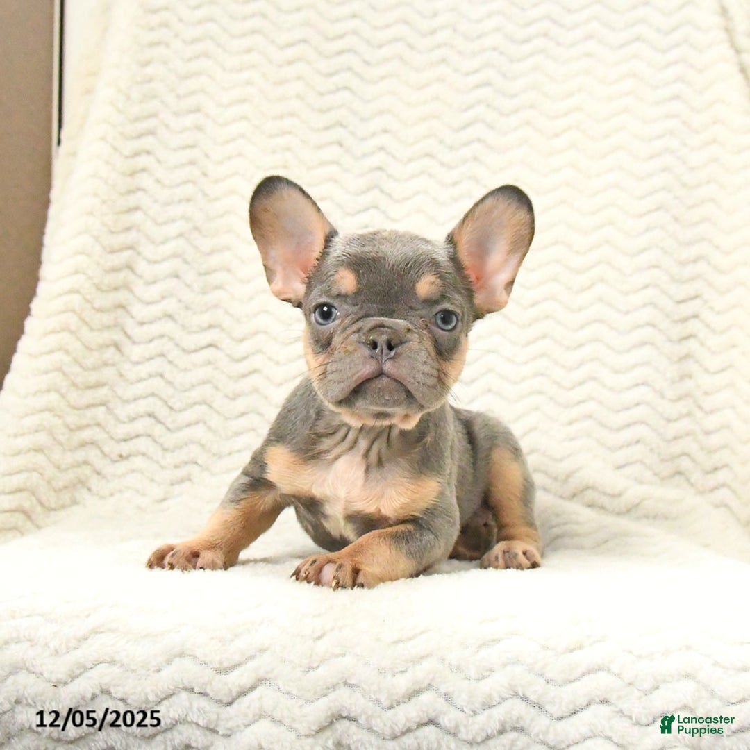 French Bulldog dogs for sale: Bandit - Ad 2