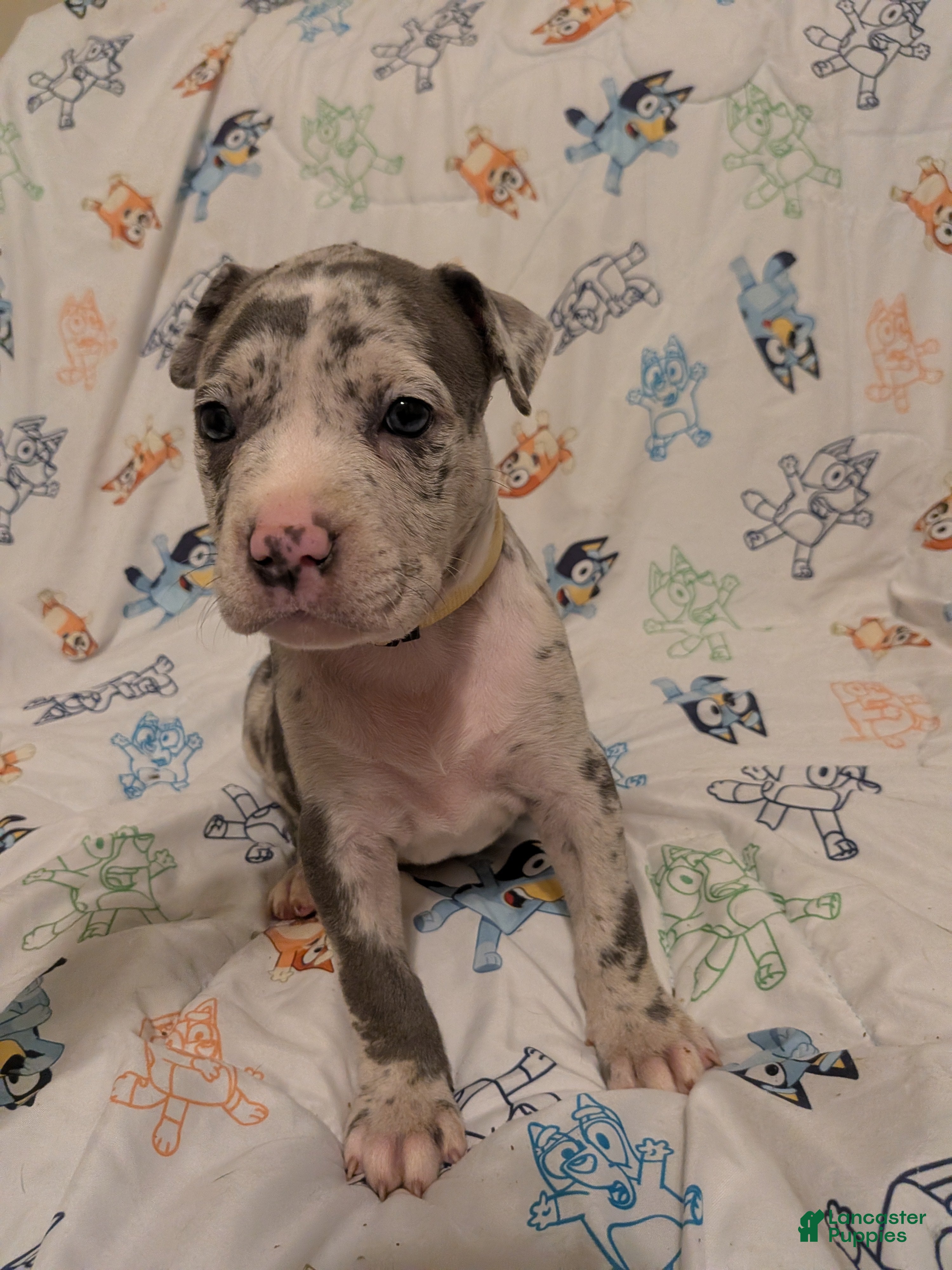 American Pit Bull Terrier dogs American Pit Bull Terrier 4 - Ad 5