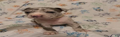 American Pit Bull Terrier 4
