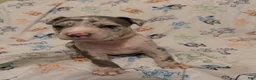 American Pit Bull Terrier dogs for sale: American Pit Bull Terrier 4 - Ad 1