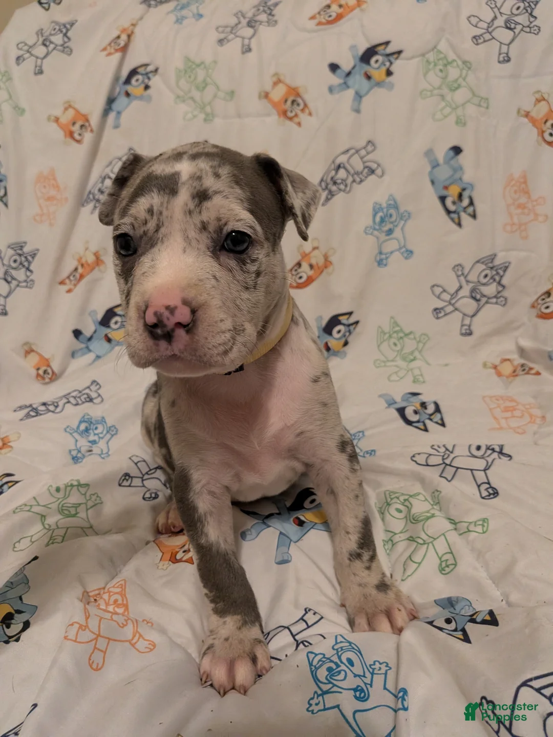 American Pit Bull Terrier dogs for sale: American Pit Bull Terrier 4 - Ad 1