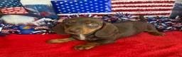 Miniature Dachshund dogs for sale: Bucky - Ad 3