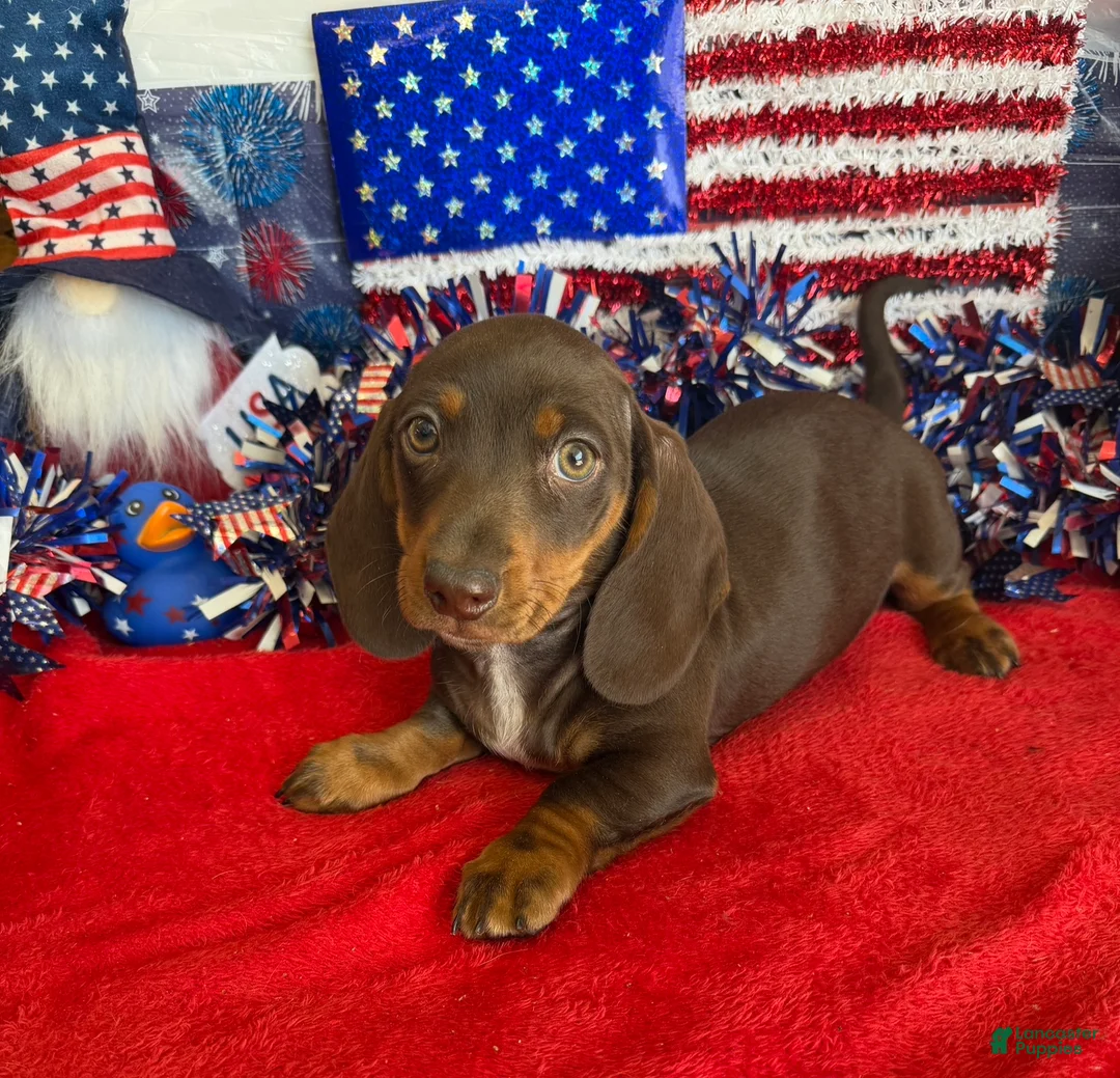 Miniature Dachshund dogs for sale: Bucky - Ad 3