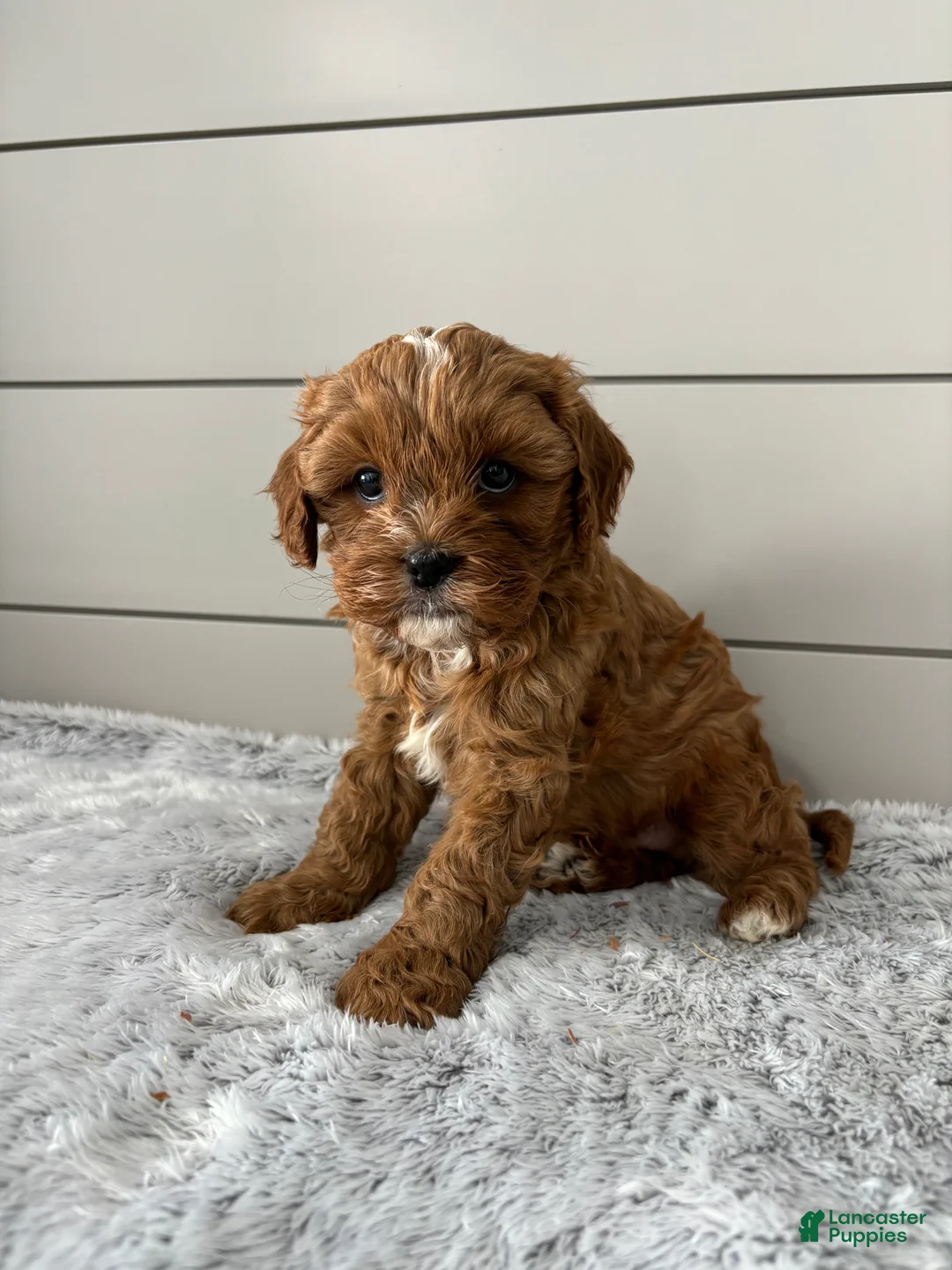Cavapoo dogs for sale: Bailey  - Ad 7