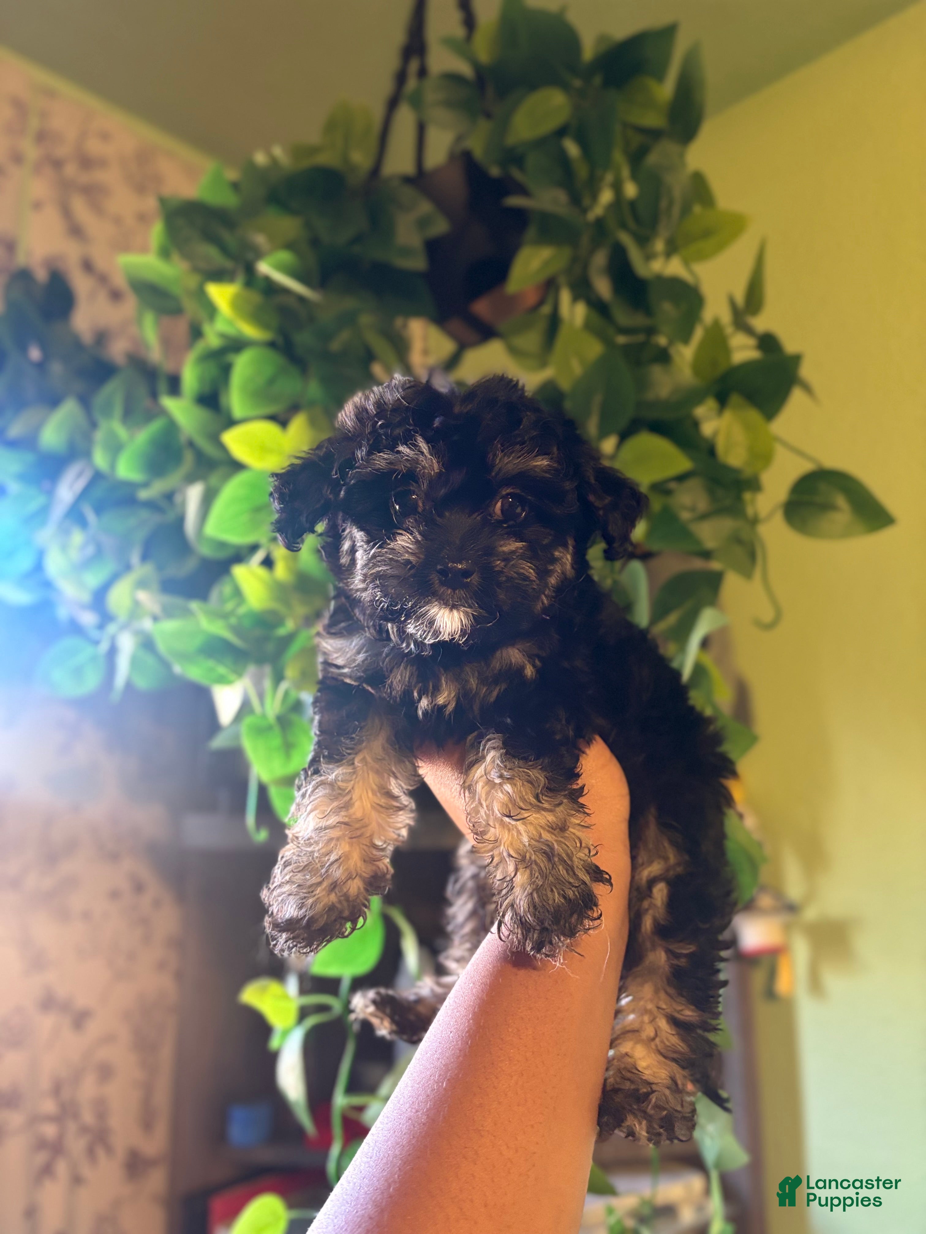 Yorkiepoo dogs Pixie  - Ad 1