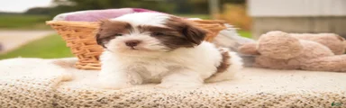 Eloise Havanese 
