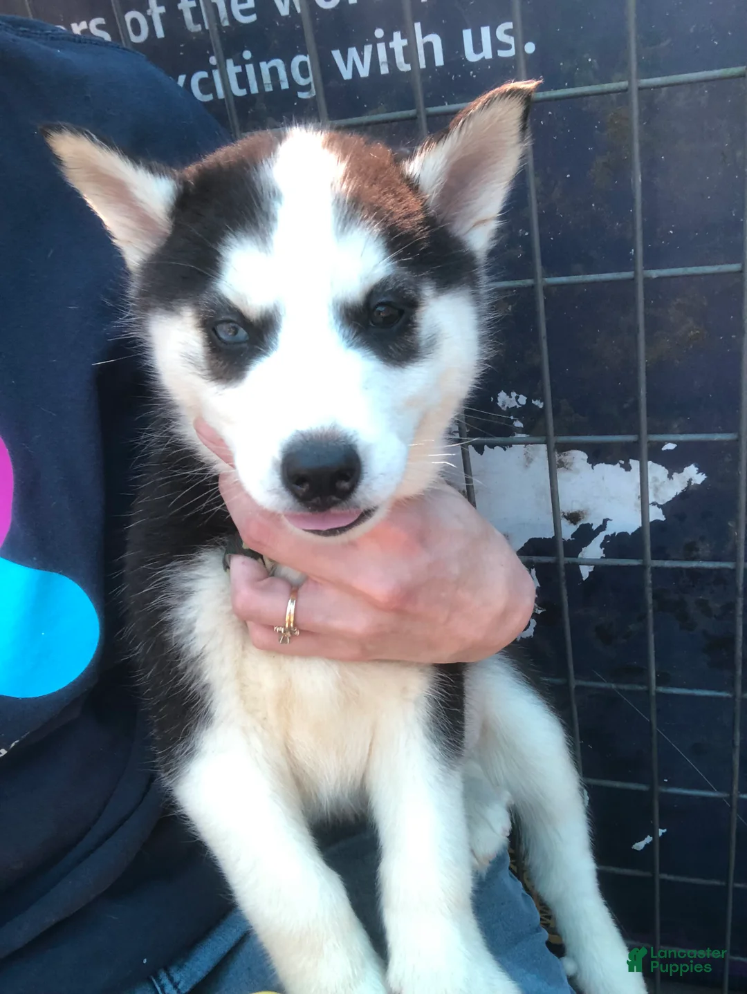 Siberian Husky dogs for sale: Siberian Husky Puppy 6 - Ad 1