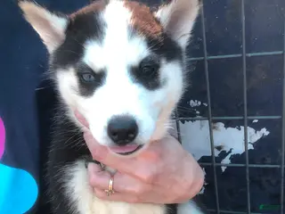 Siberian Husky dogs Siberian Husky Puppy 6 - Ad 1