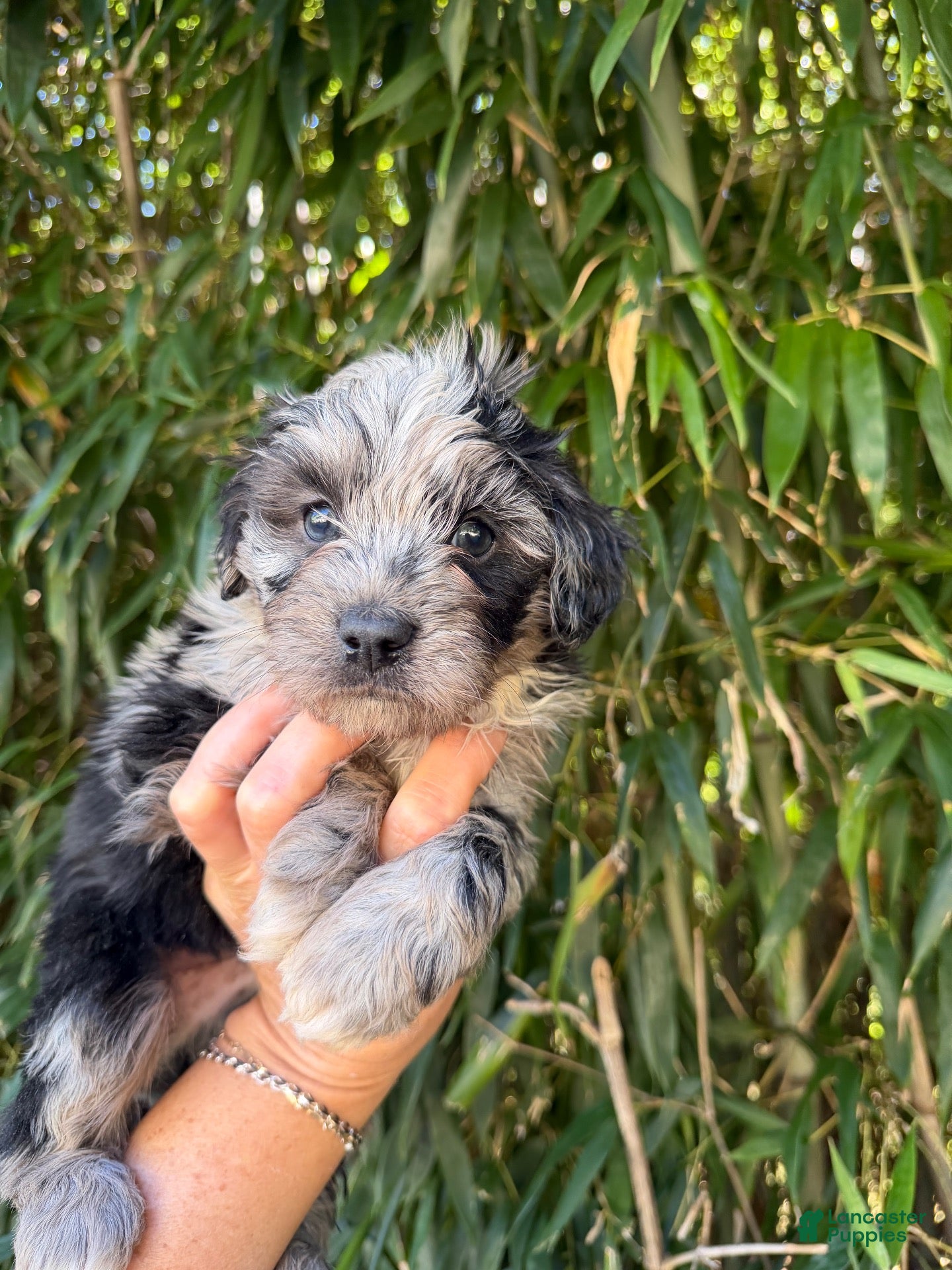 Aussiedoodle (Aussiedoodle, Male) in Tompkinsville, KY
