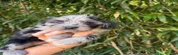Aussiedoodle dogs for sale: Aussiedoodle 1 - Ad 1