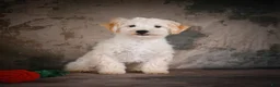 Maltipoo dogs for sale: Theodore - Ad 6