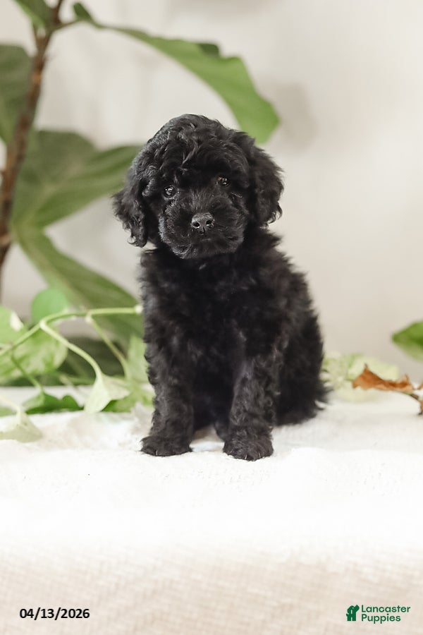 Miniature Poodle dogs Min - Ad 1