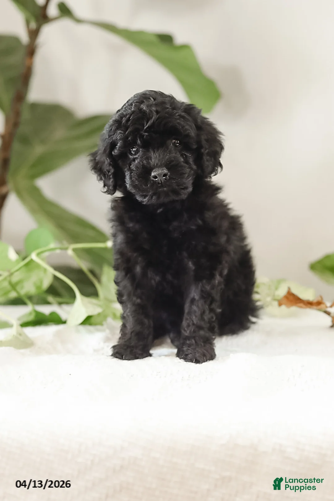 Miniature Poodle dogs for sale: Min - Ad 1