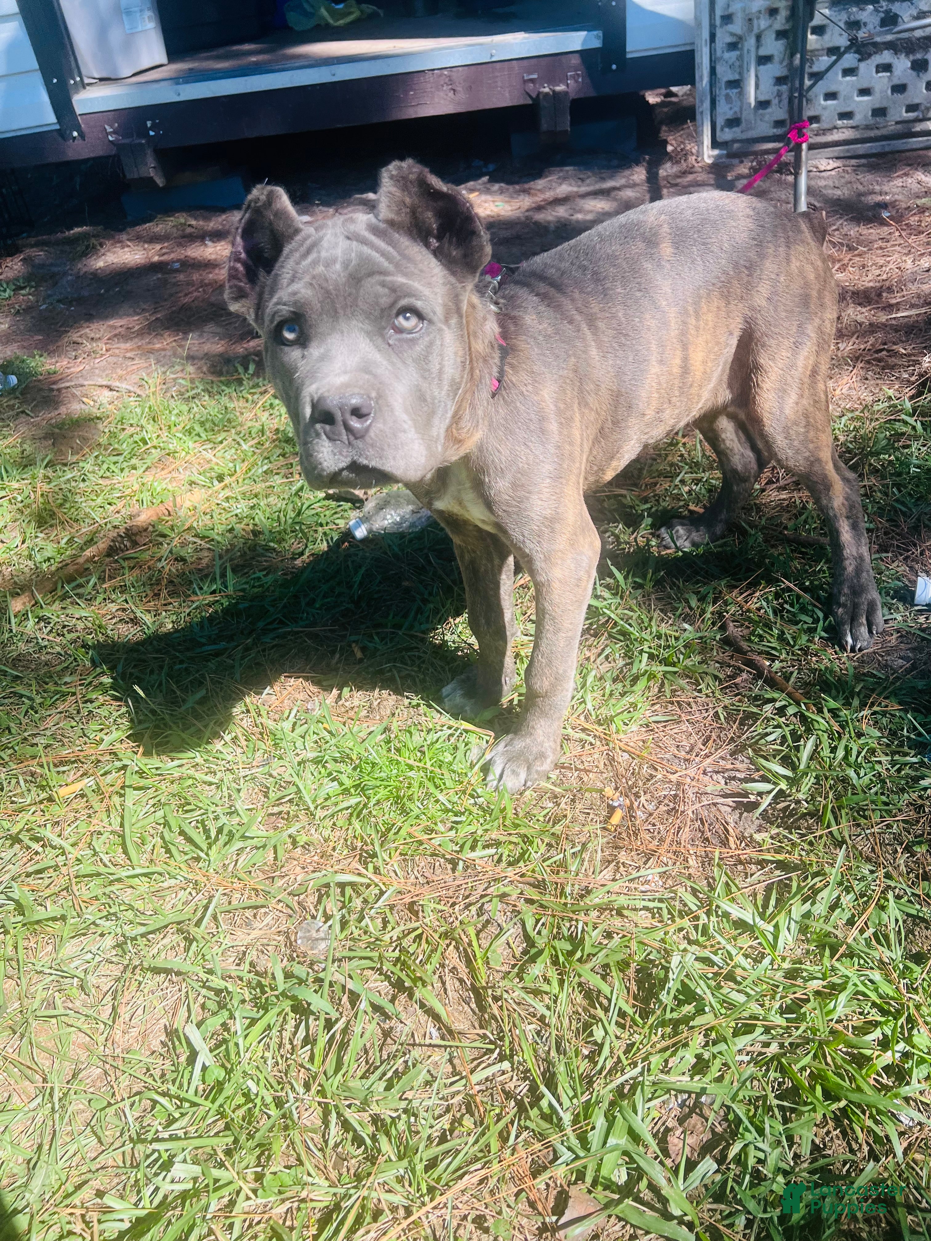 Cane Corso dogs for sale: Cane Corso 2 - Ad 1