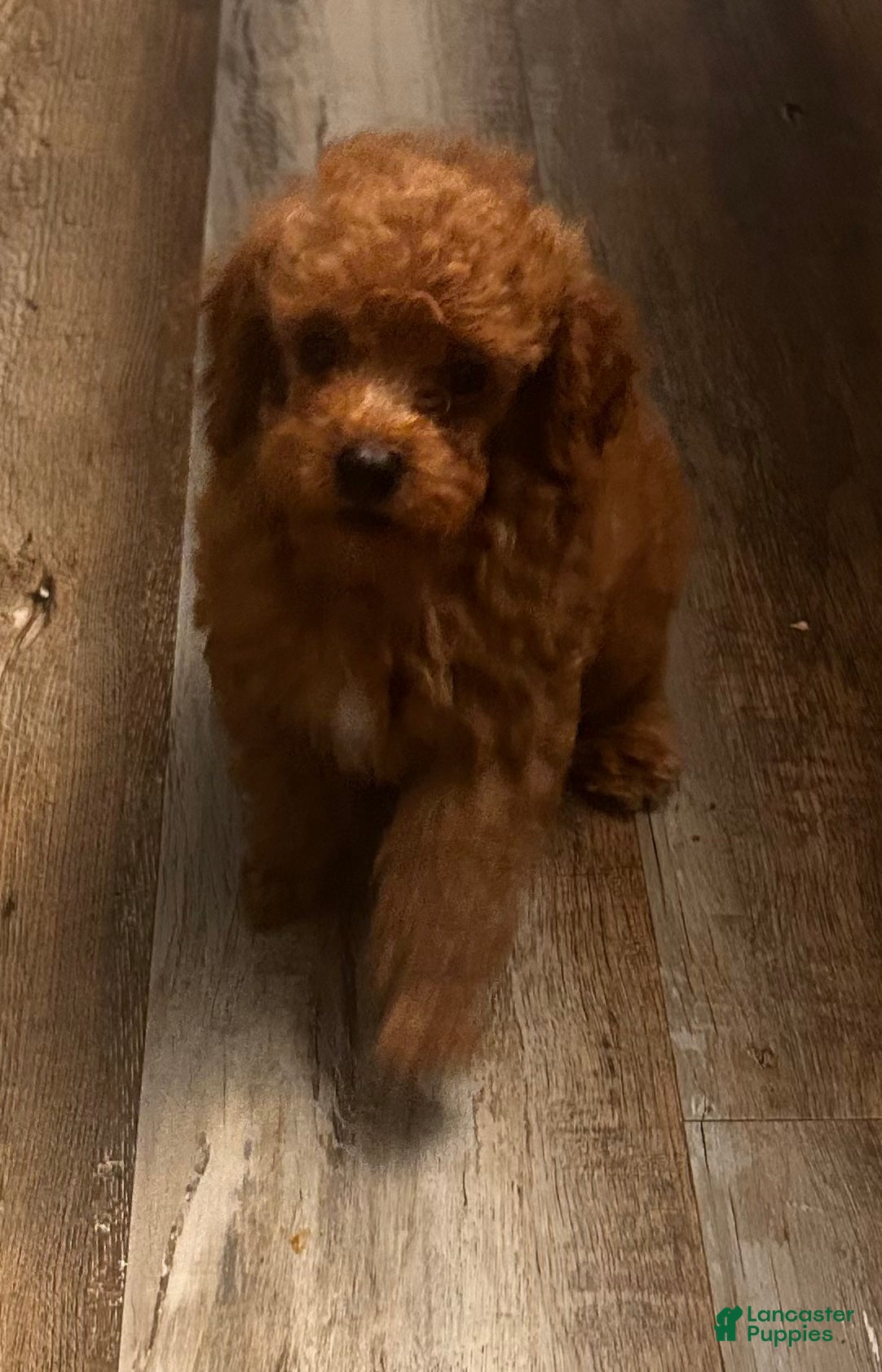 Toy Poodle dogs Max - Ad 2