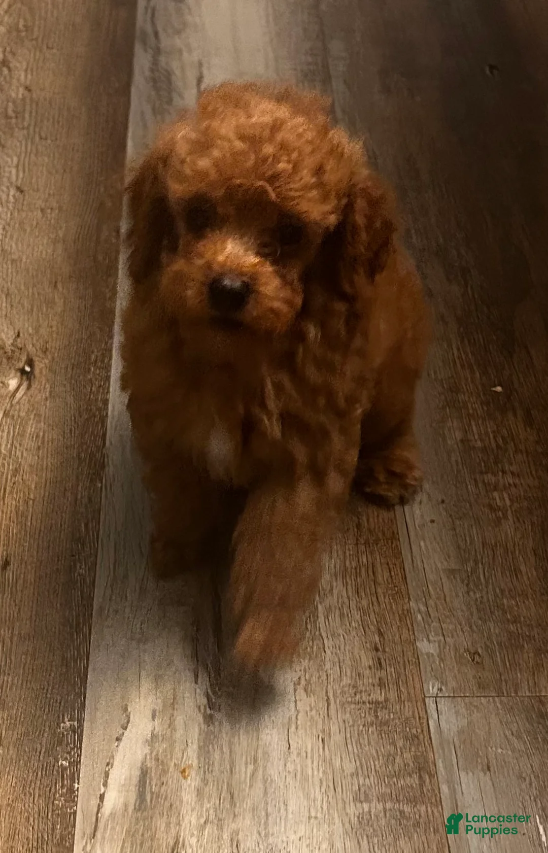 Toy Poodle dogs for sale: Max - Ad 2