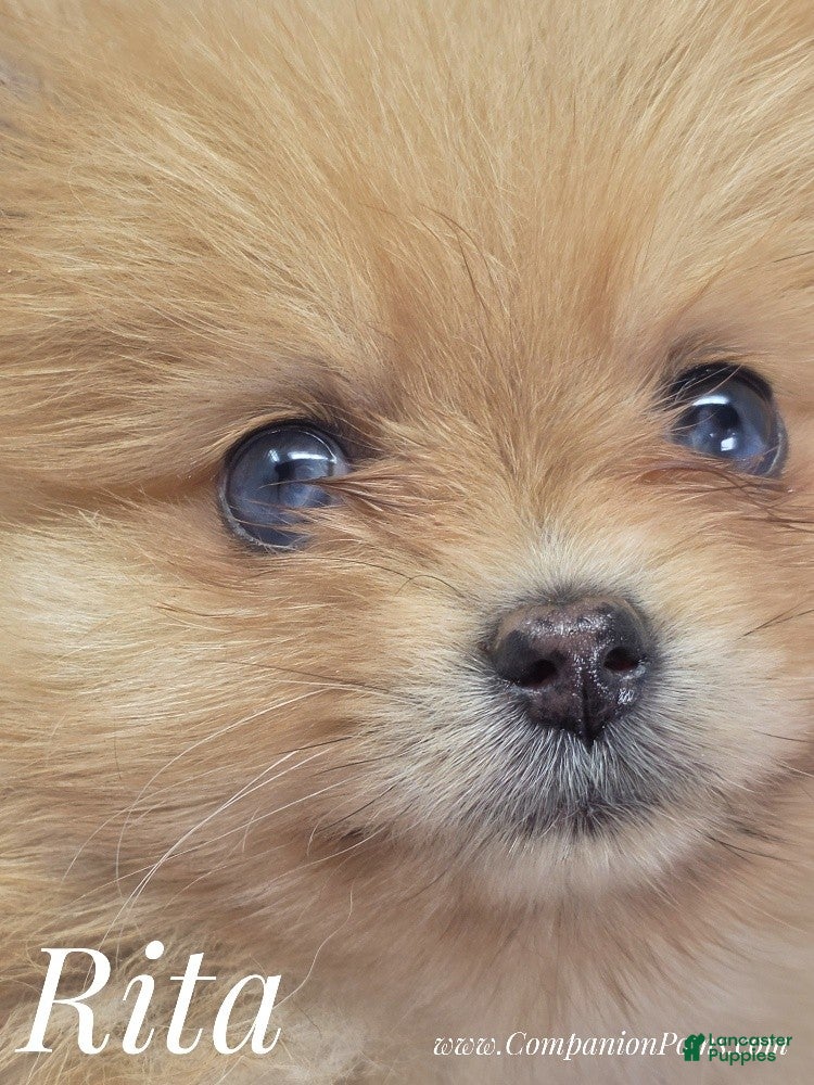 Pomeranian dogs Rita Champion Sired - Blue Eyes - Very Small Structure! - Ad 1