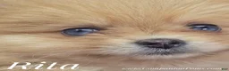 Pomeranian dogs for sale: ✨ The Little Shadow You've Been Waiting For ✨ - Ad 8