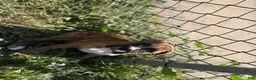 Boxer dogs for sale: Boxer 3 - Ad 5