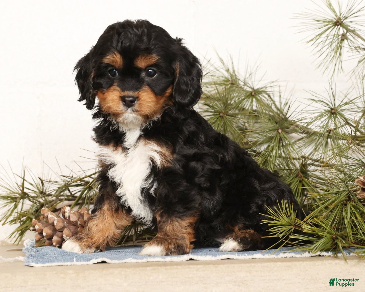 Cavapoo dogs Stella - Ad 12