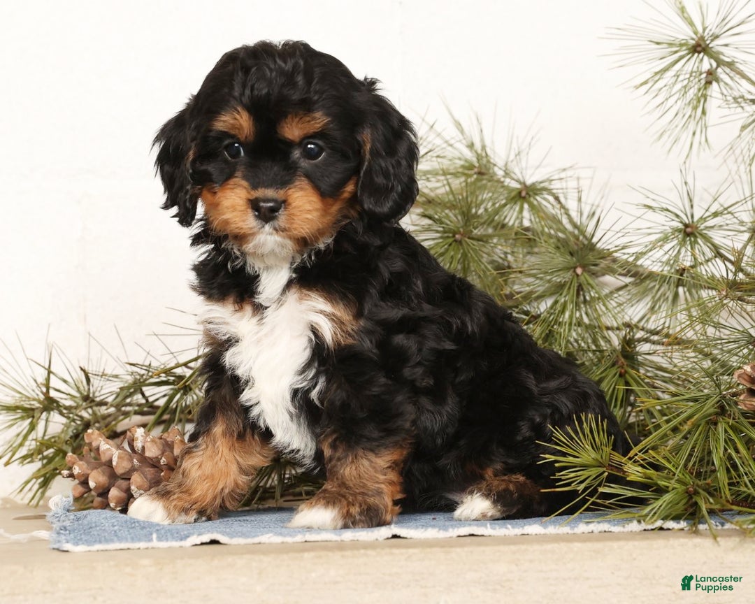Cavapoo dogs for sale: Stella - Ad 1