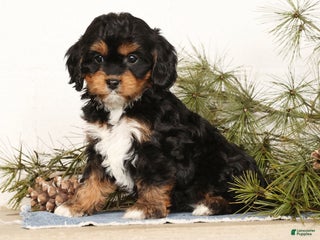 Cavapoo dogs Stella - Ad 14