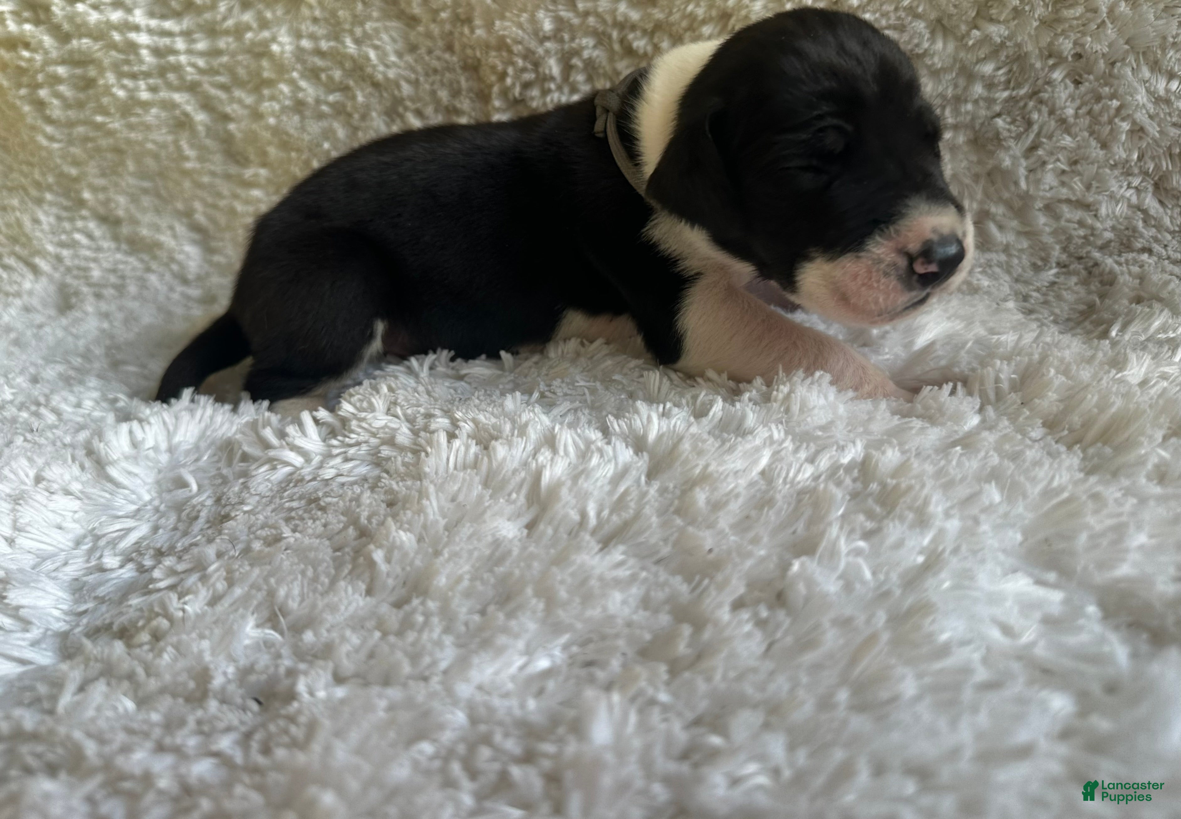 Great Dane dogs Feeny - Ad 1