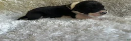 Great Dane dogs for sale: Feeny - Ad 1