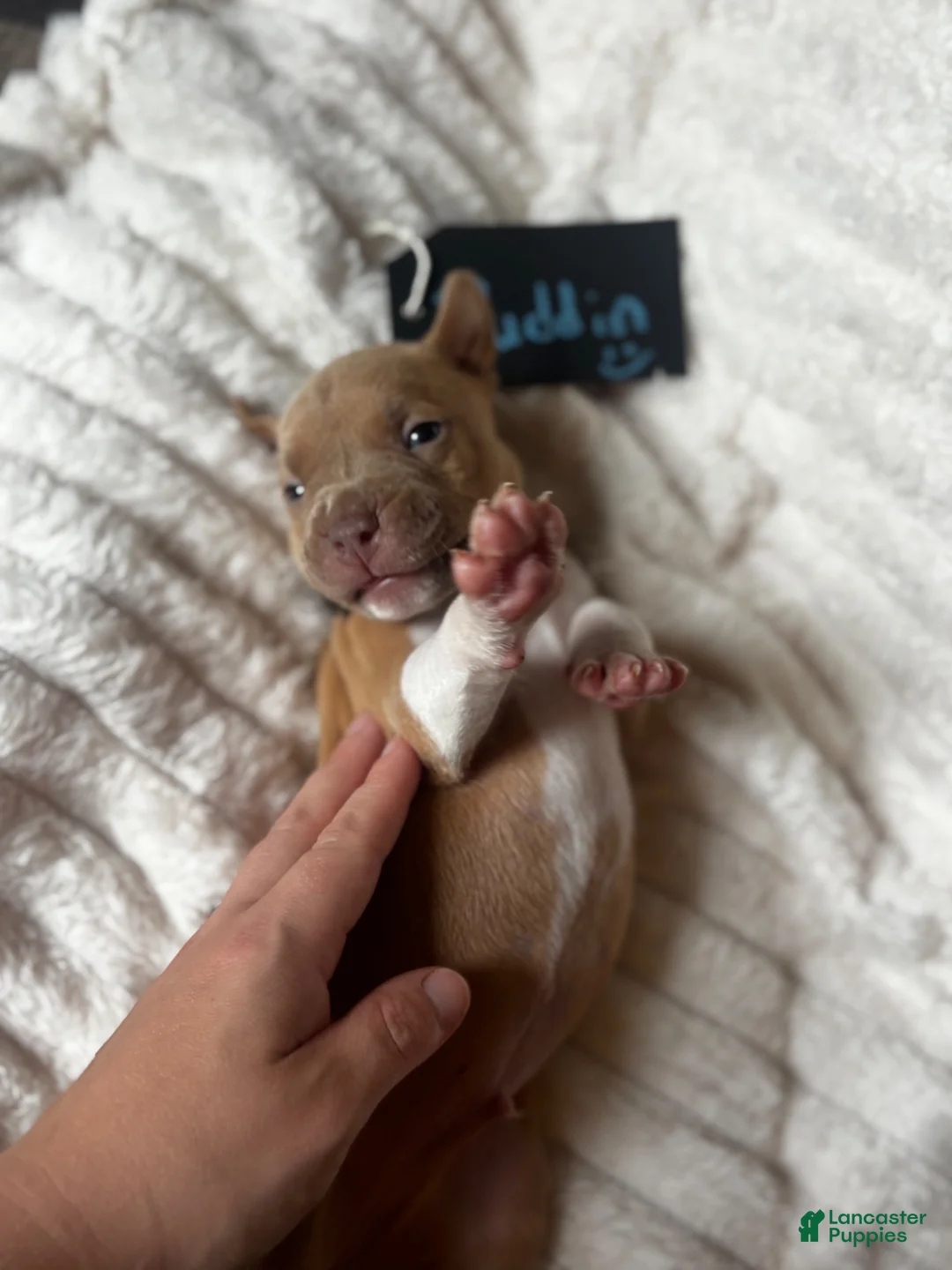 American Pit Bull Terrier dogs for sale: Puddin - Ad 2