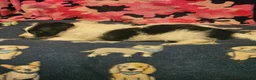 Chihuahua dogs for sale: Price (T-Cup) - Ad 12