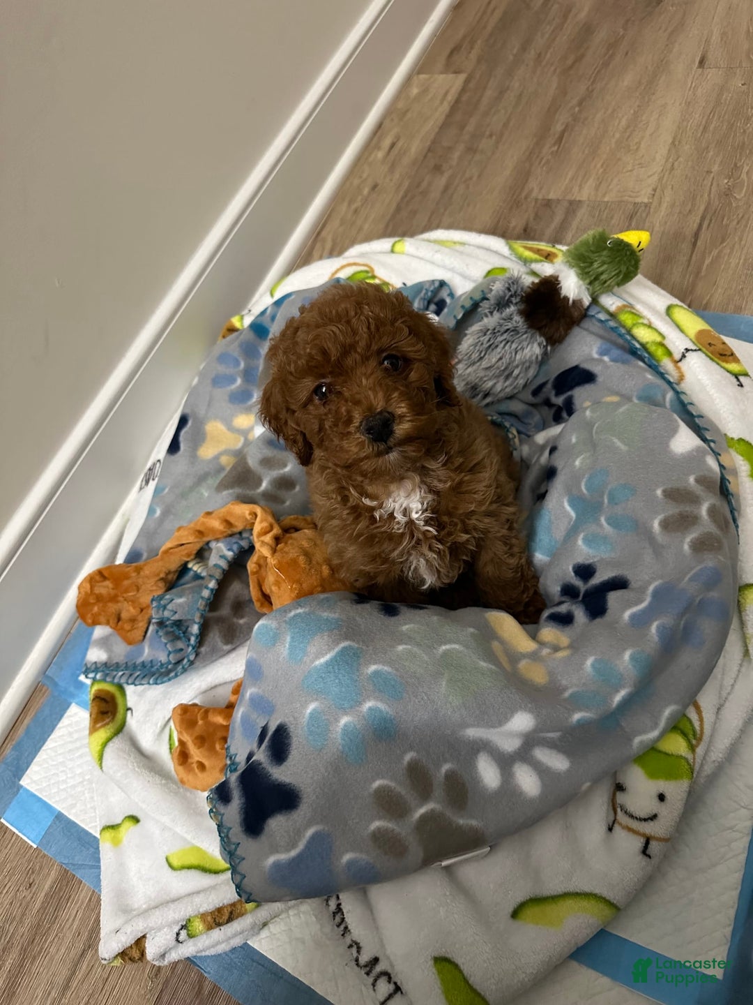 Gallery Image {{count}}