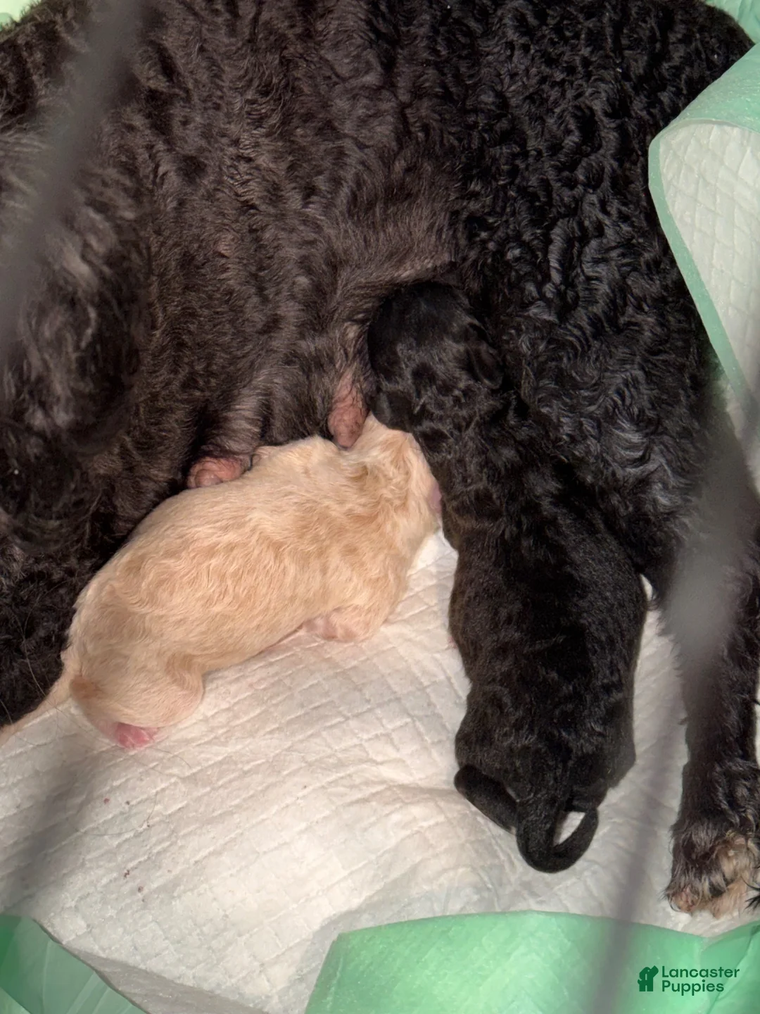 Toy Poodle dogs for sale: Toy Poodle Cream CKC Registered  - Ad 2