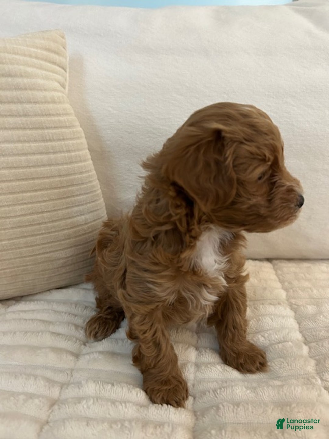 Maltipoo dogs for sale: Maltipoo Max - Ad 2