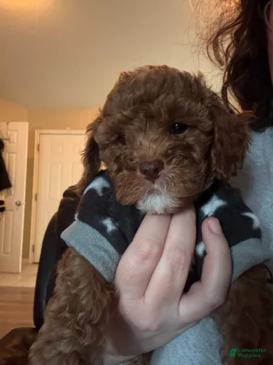 Gallery Image {{count}}