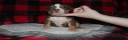 American Bully dogs for sale: Kodiak aka Kody - Ad 2