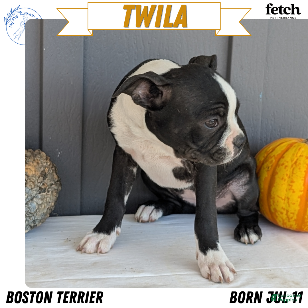 Boston Terrier dogs for sale: Twila  - Ad 1