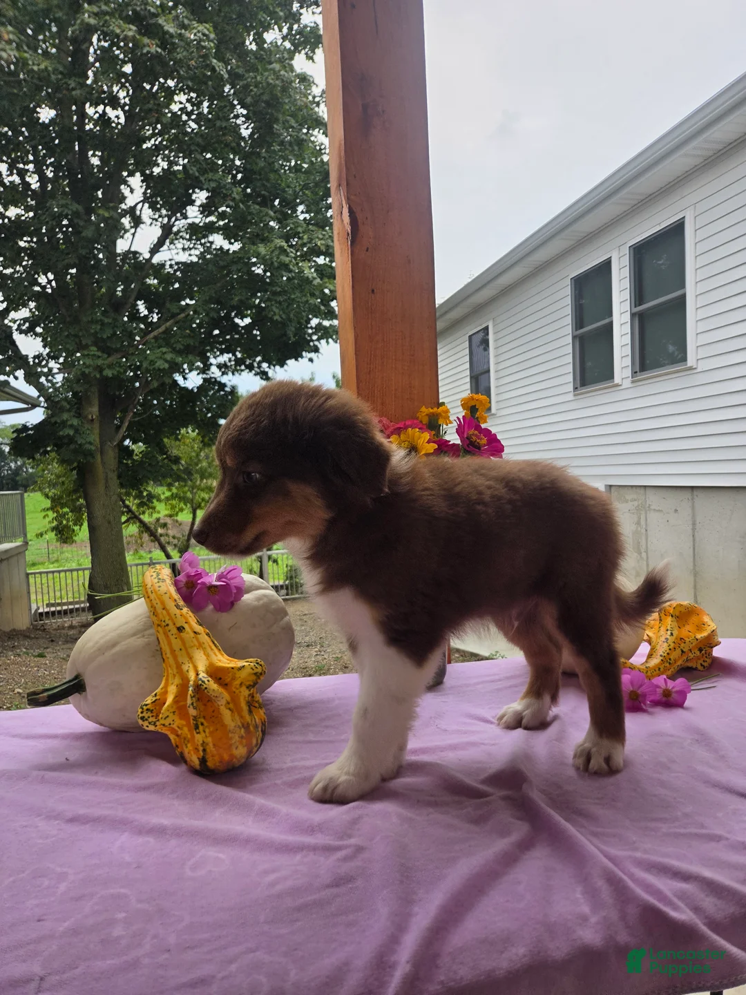 Australian Shepherd dogs for sale: Teddy - Ad 10