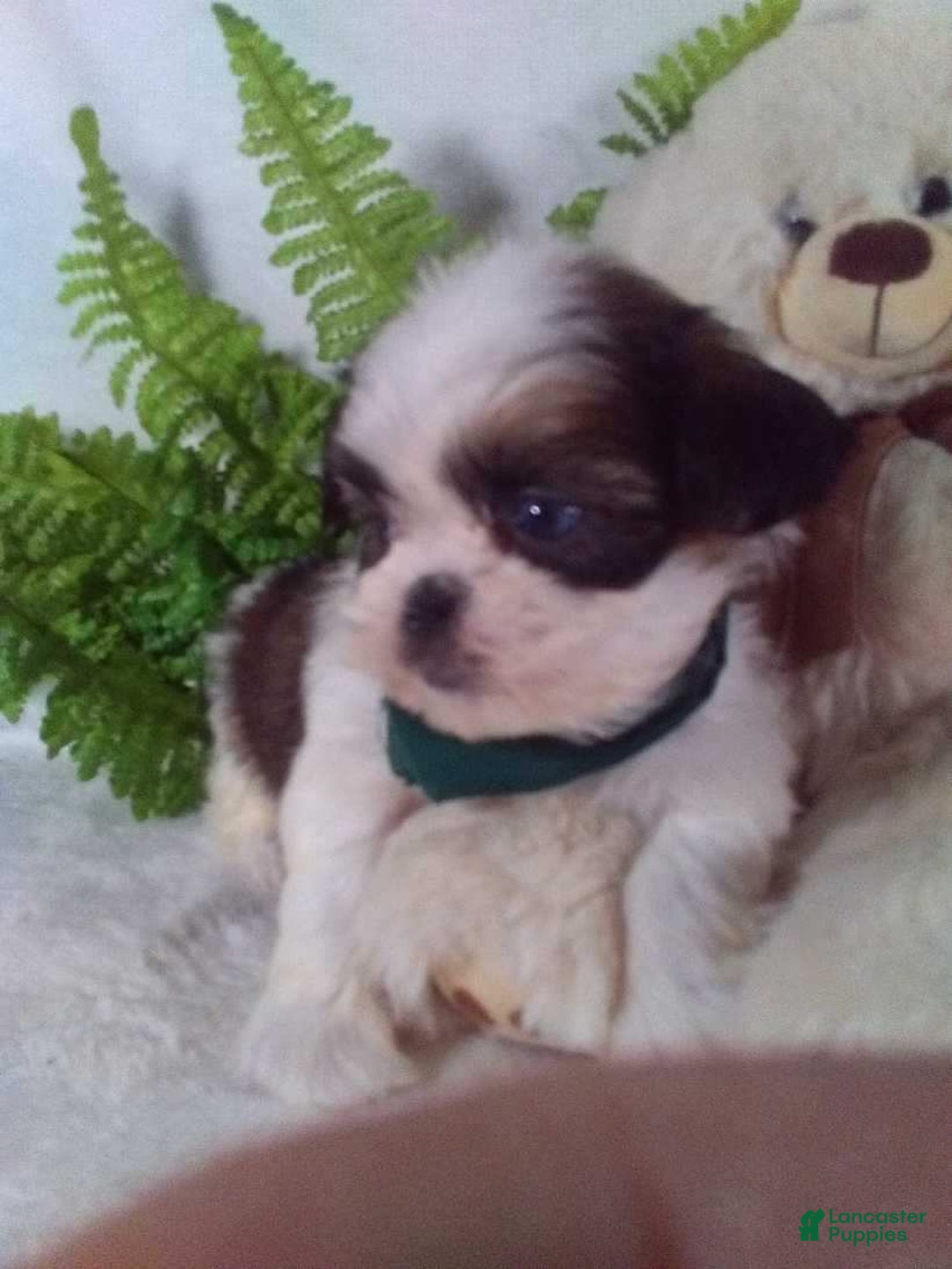 Shih Tzu dogs for sale: Bear - Ad 2