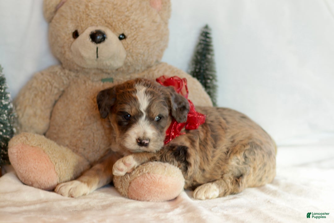 Bernedoodle dogs for sale: Spruce - Ad 9