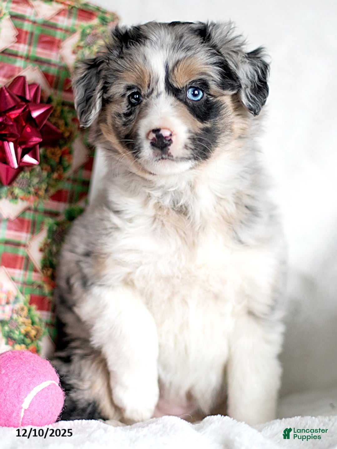 Mixed Breed dogs for sale: Frolich - Ad 2