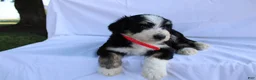 Bernedoodle dogs for sale: Sasha - Ad 9