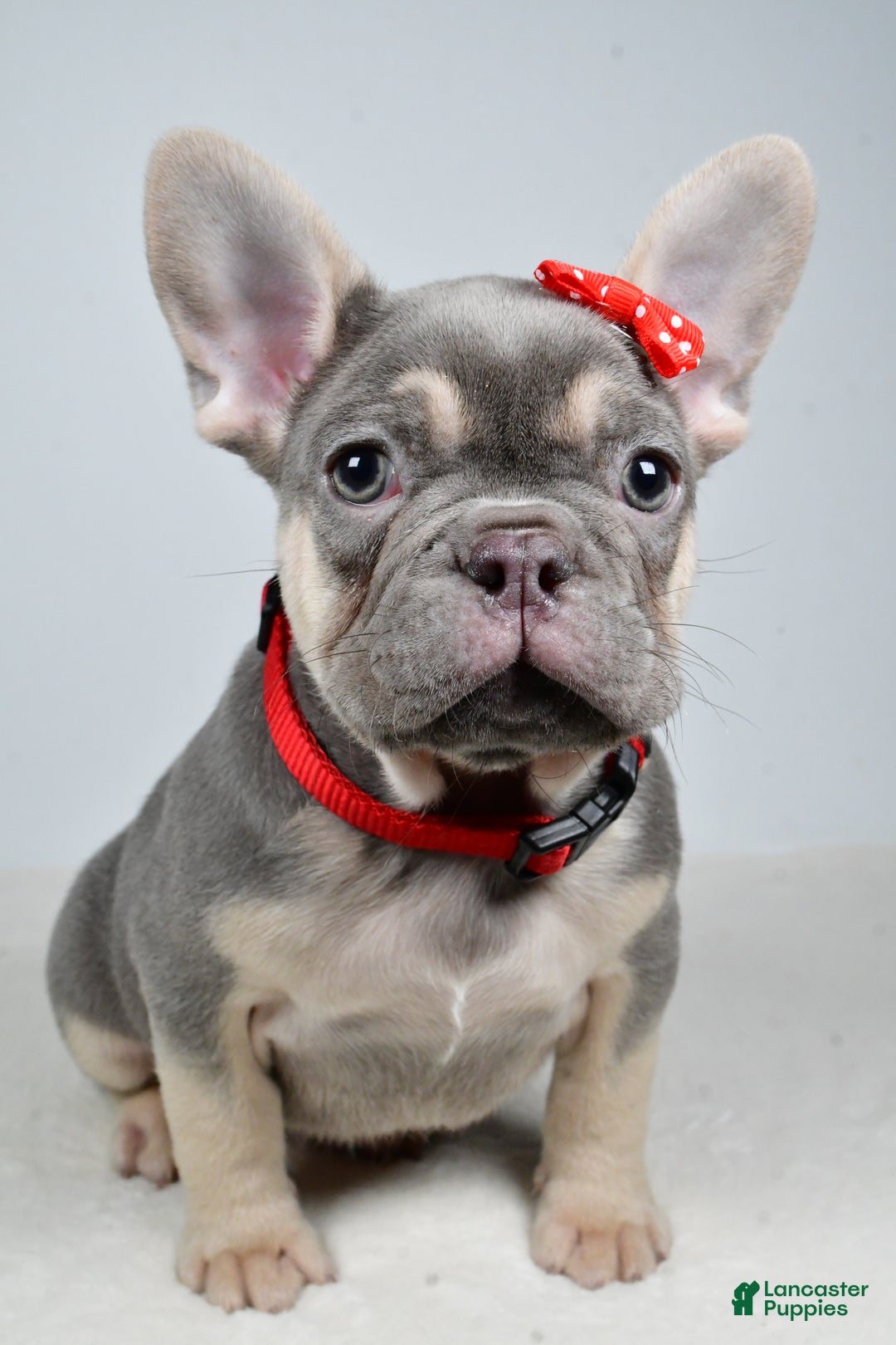 French Bulldog dogs for sale: Buddy  - Ad 6