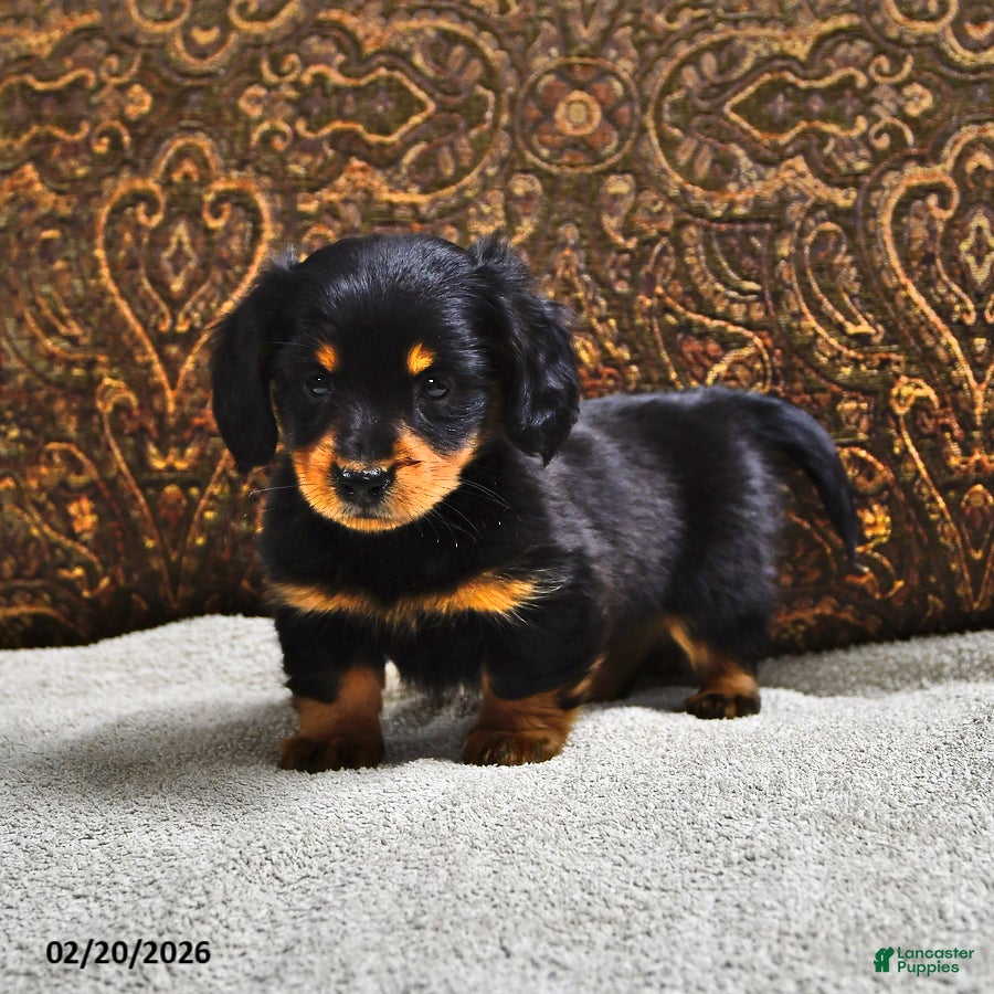 Miniature Dachshund dogs Clover - Ad 1