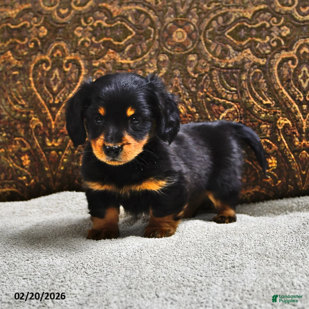 Miniature Dachshund dogs for sale: Clover - Ad 1