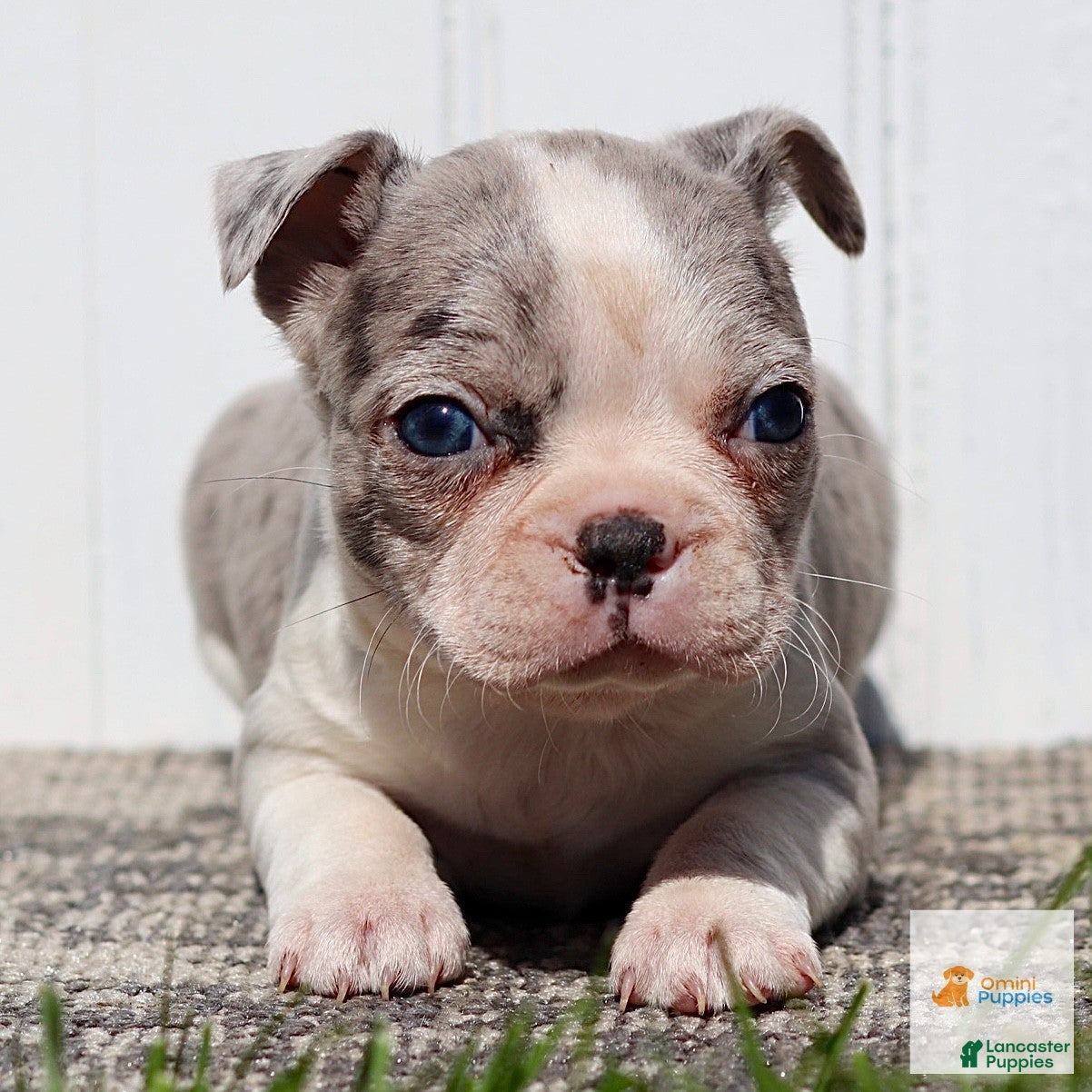 Boston Terrier dogs Megan - Ad 1