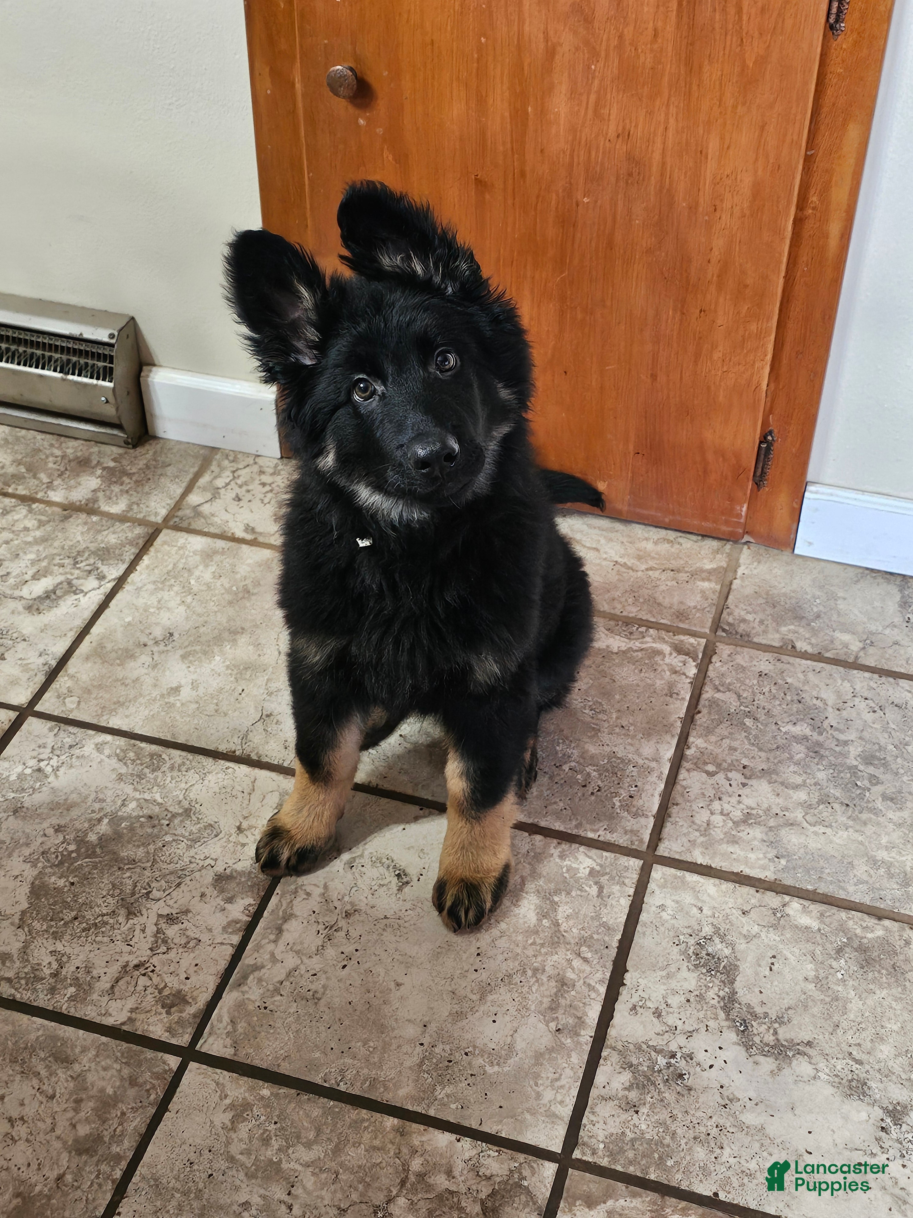 German Shepherd dogs Max - Ad 1