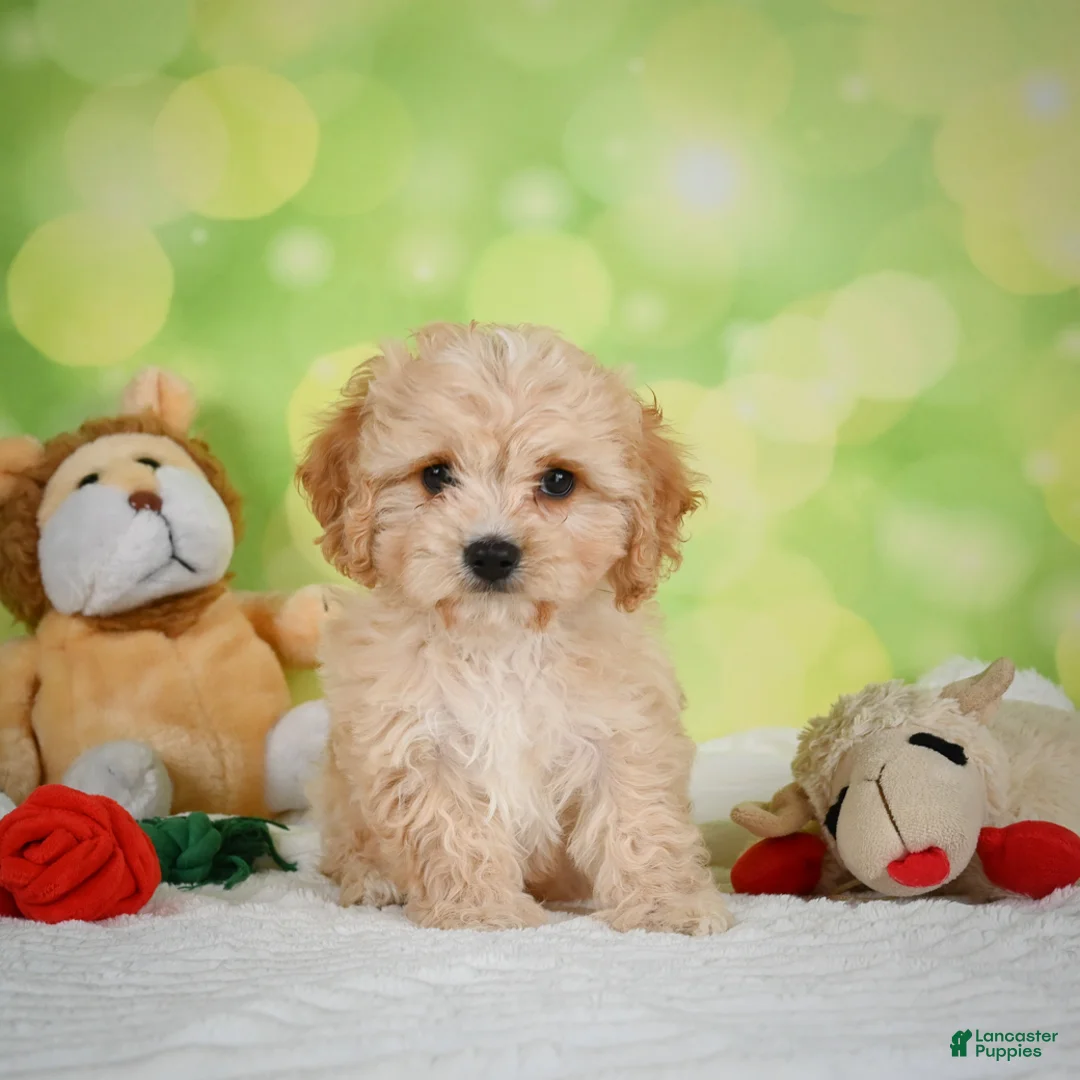 Cavachon dogs for sale: Lonnie - Ad 2