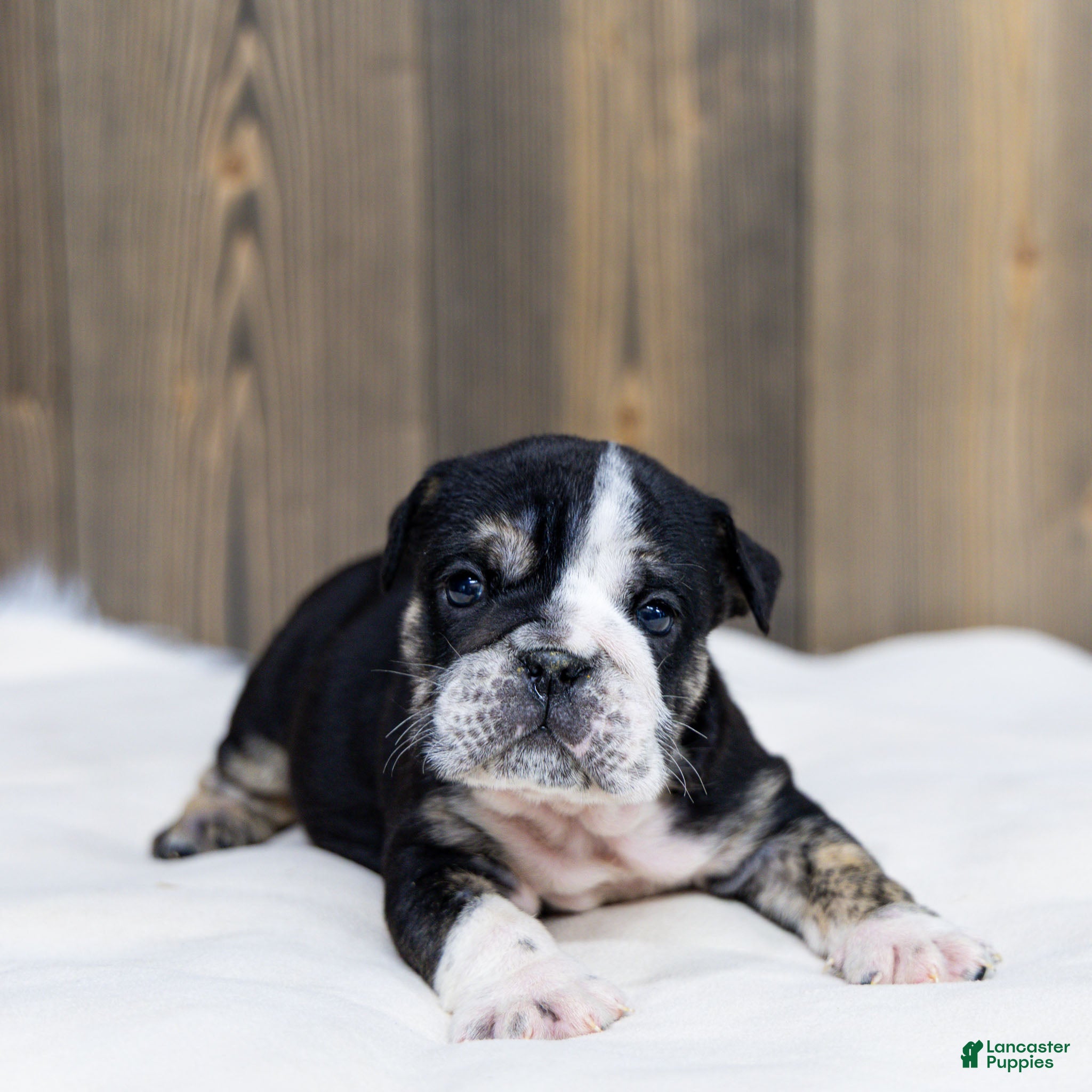 English Bulldog dogs Raven Jet English Bulldog Puppy  - Ad 1