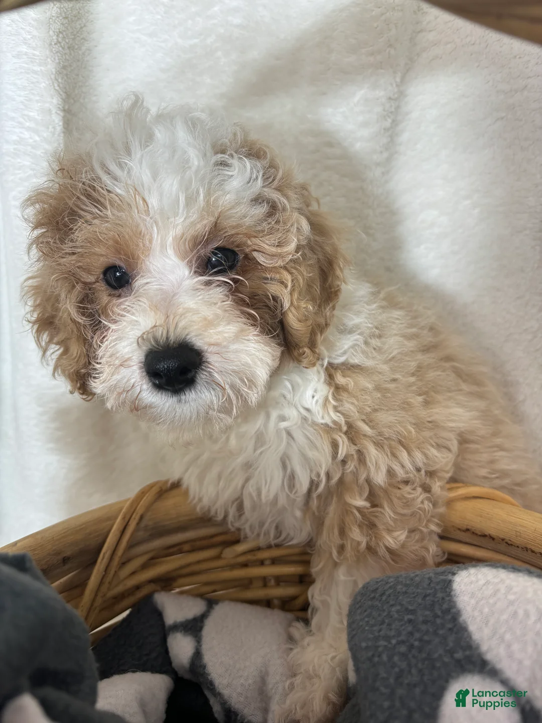 Bernedoodle dogs for sale: Benard - Ad 5