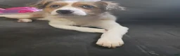 Mixed Breed dogs for sale: Cupcake - Ad 2